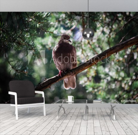 Picture of Dove in the park